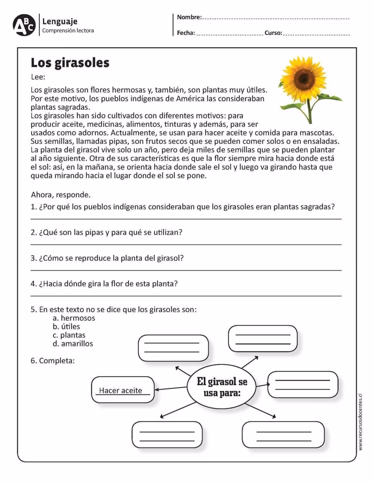 ¿Cómo enseñar comprensión a nivel 5º grado?