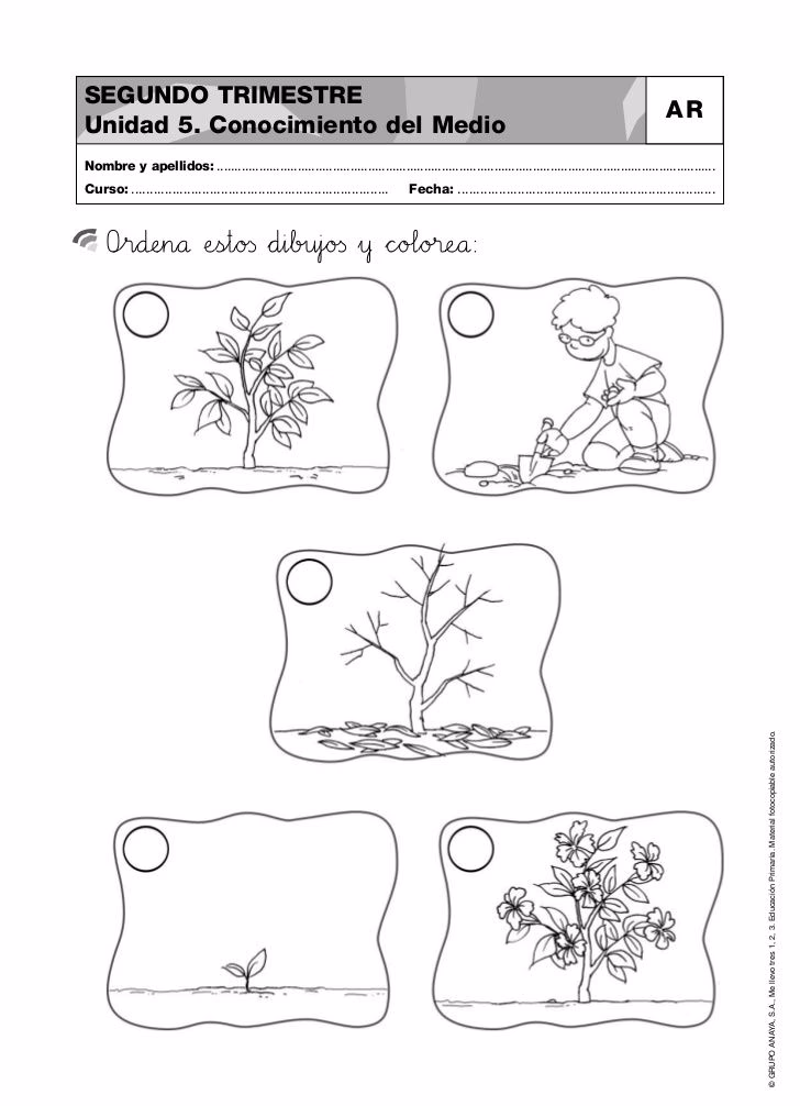 ¿Cuál es la actividad para conocer las plantas?