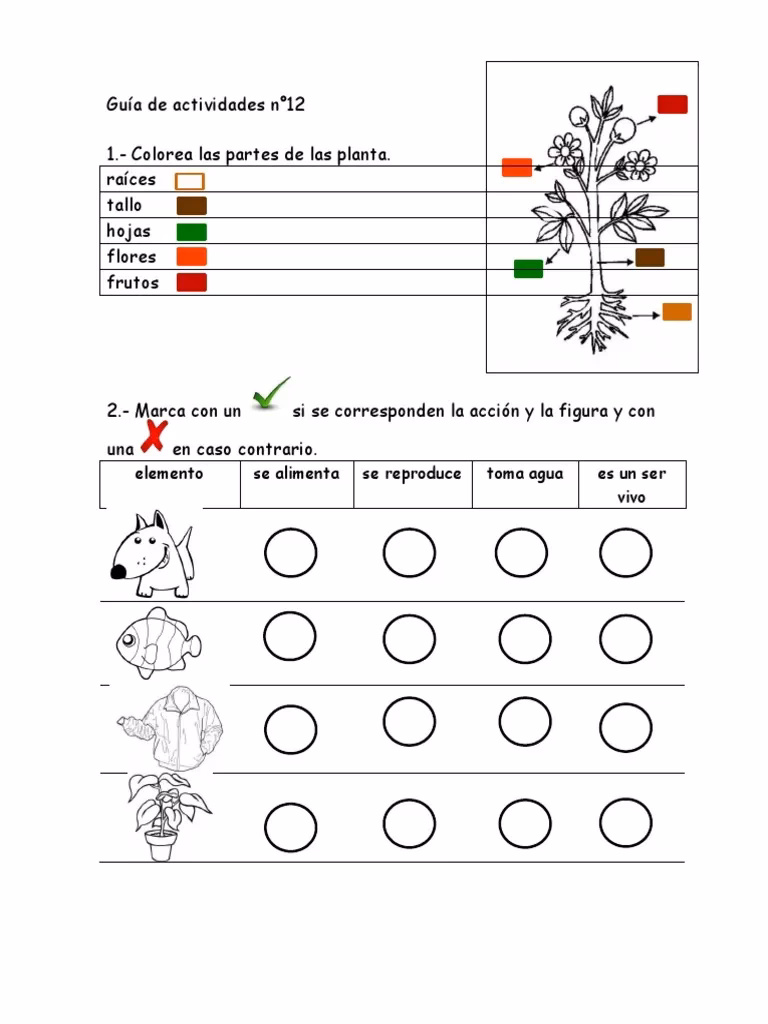 ¿Qué actividades se pueden realizar con las plantas?
