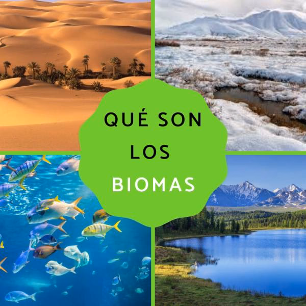 ¿Cómo explicarle el bioma a un niño?