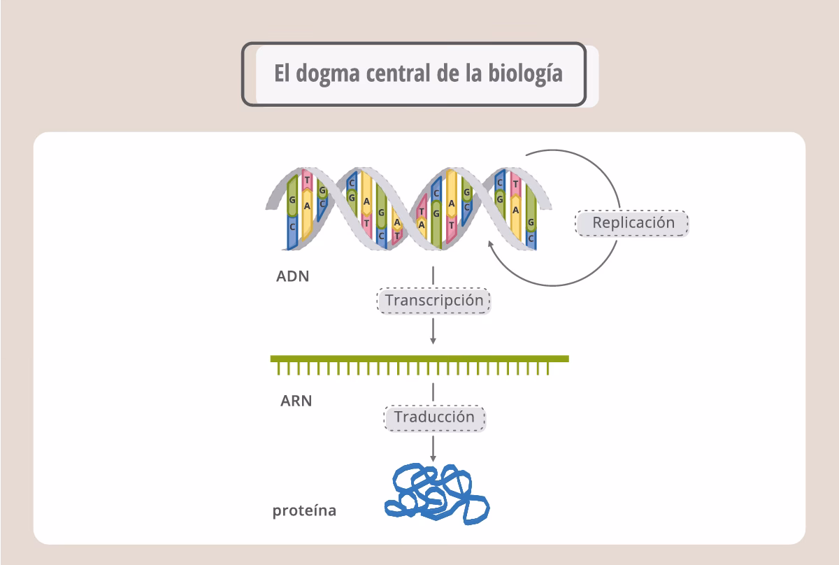 ¿Cuáles son los 4 tipos de biotecnología?
