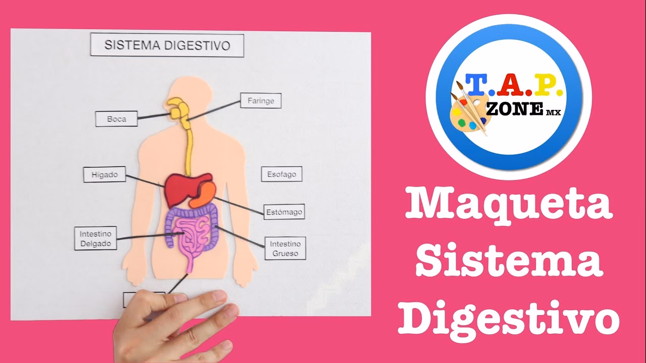 ¿Cómo es el sistema digestivo para el 7º grado?