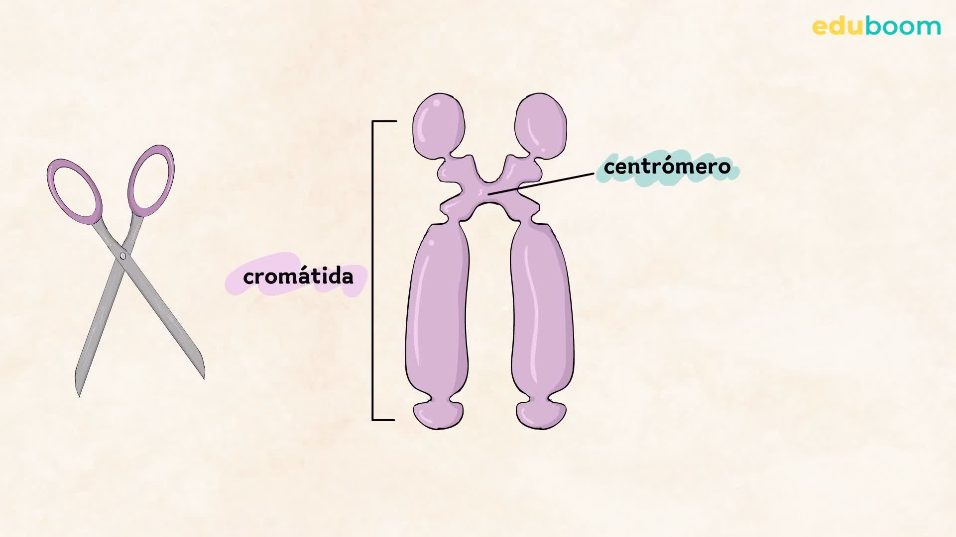 ¿Qué son los cromosomas en la escuela secundaria?