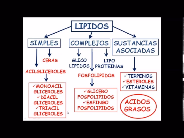 ¿Qué es lípidos resumen corto?