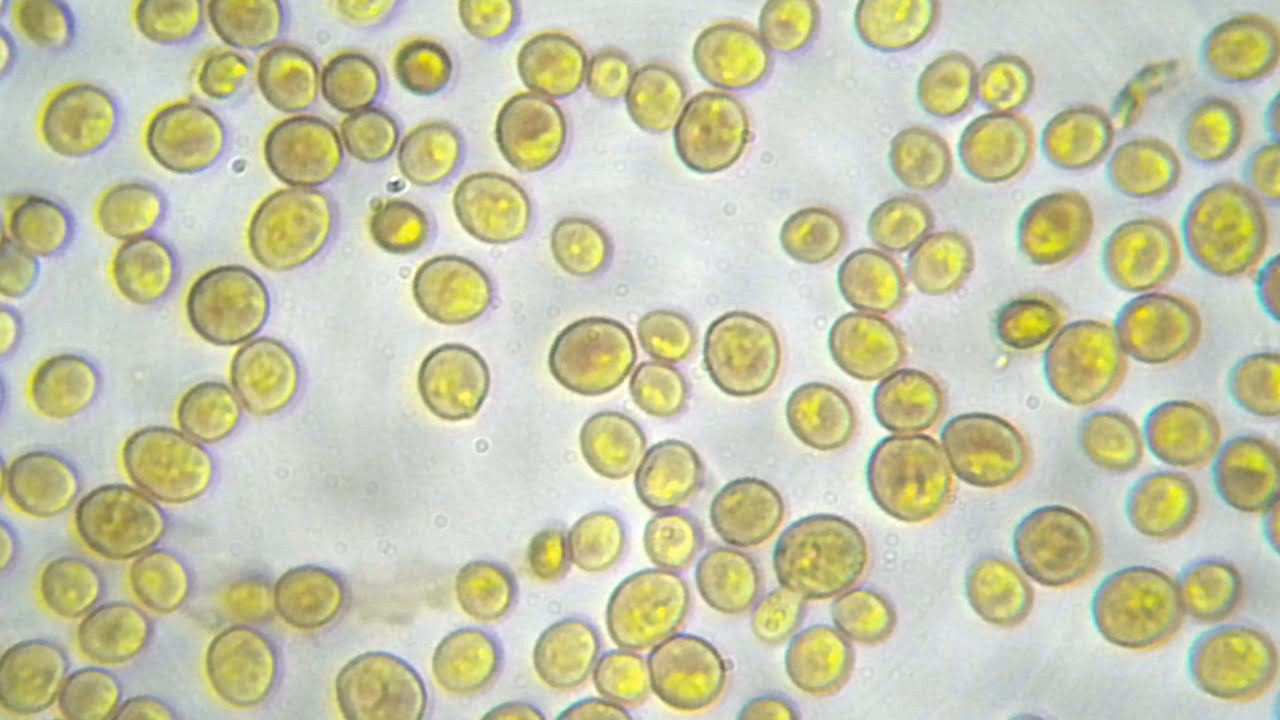 ¿Cuántas células tienen los microorganismos?