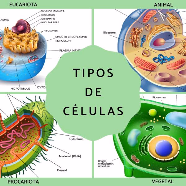 ¿Cuántas células tienen los microorganismos?
