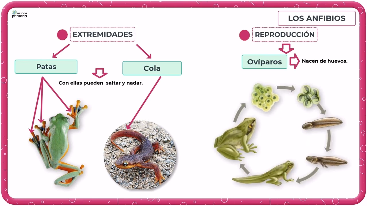 ¿Cómo se reproducen los anfibios y cuál es su alimentación?