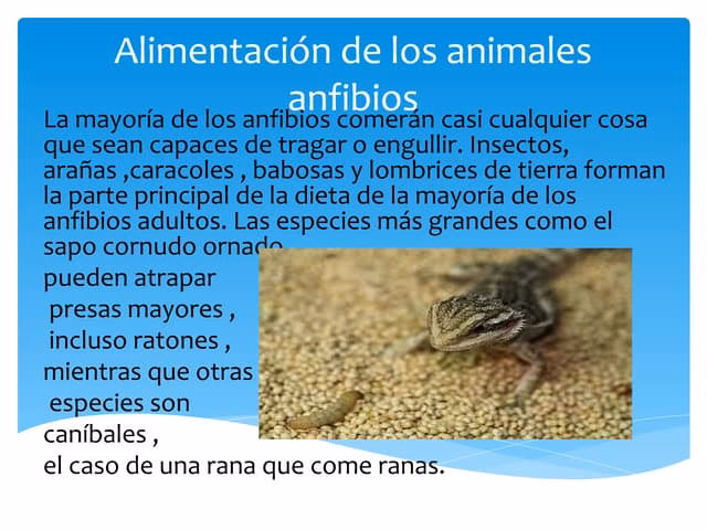 ¿Cuál es el sistema reproductor de un anfibio?