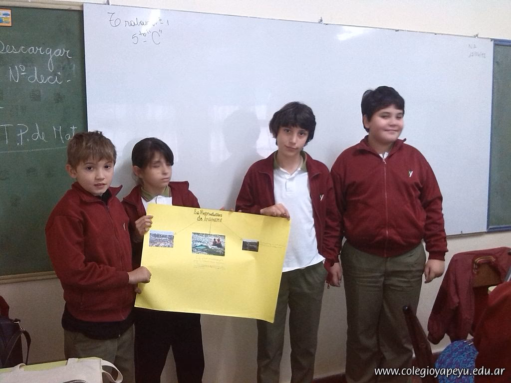 ¿Cuáles son las láminas educativas?