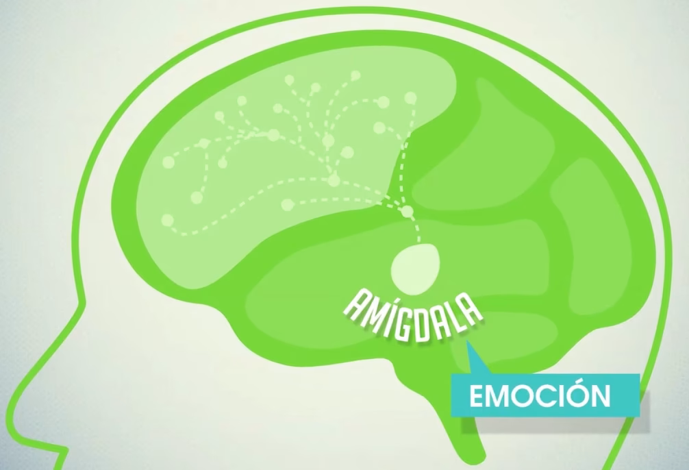 ¿En qué consiste la neuroeducación?