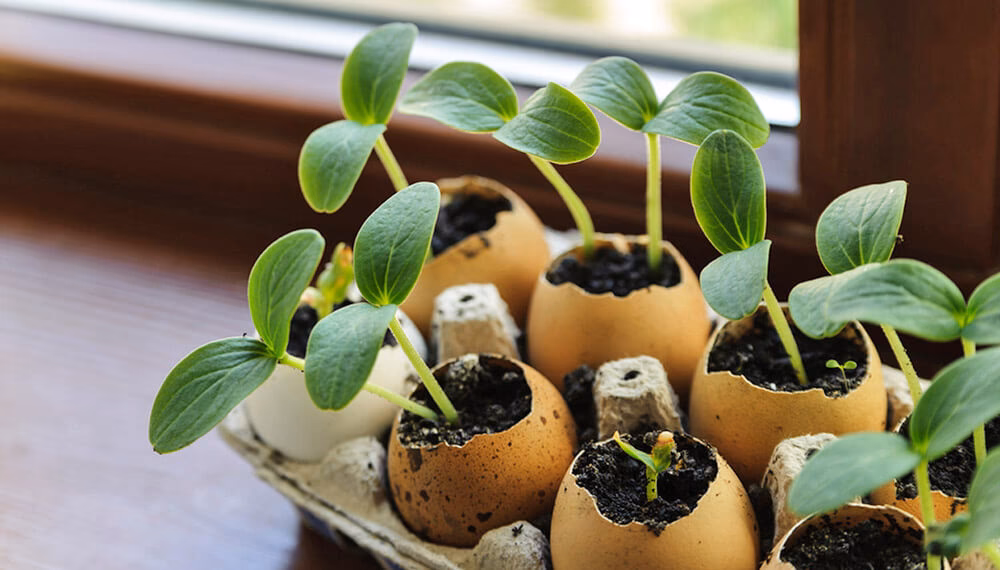 ¿Qué semillas se pueden germinar en la escuela?